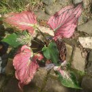 Pink Princess Symphony Caladium Flower House Rare Plant Exotic Plant For Your Garden