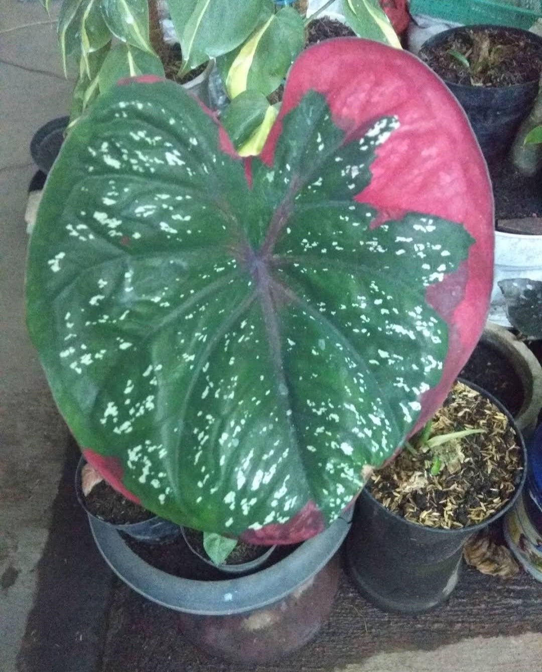 Red Beret Caladium Flower House Rare Plant Exotic Plant For Your Garden