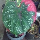Red Beret Caladium Flower House Rare Plant Exotic Plant For Your Garden