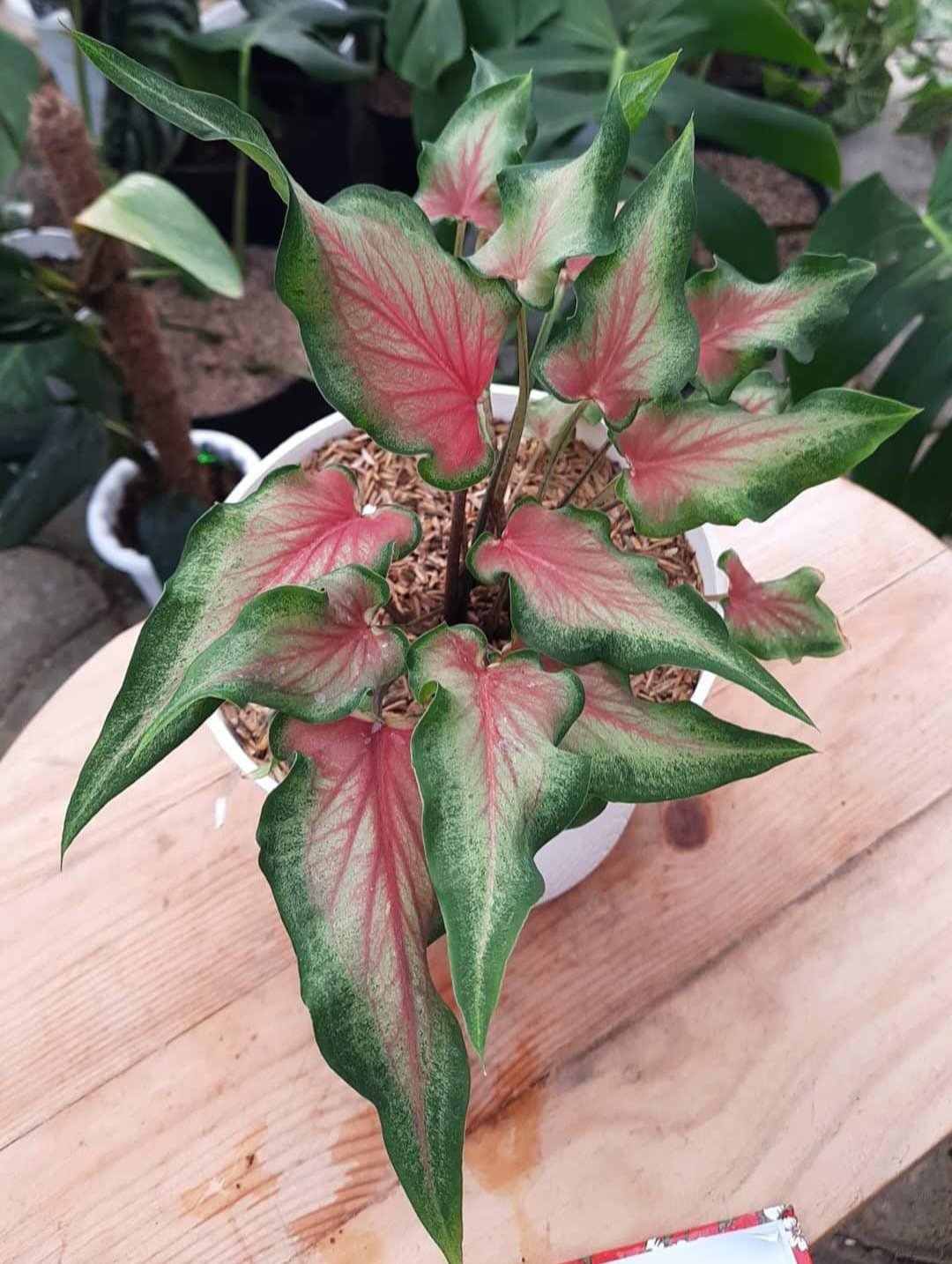 Caladium Thai pink Flower House Rare Plant Exotic Plant For Your Garden