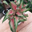 Caladium Thai pink Flower House Rare Plant Exotic Plant For Your Garden