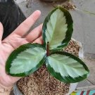 Calathea Picturata Flower House Rare Plant Exotic Plant For Your Garden