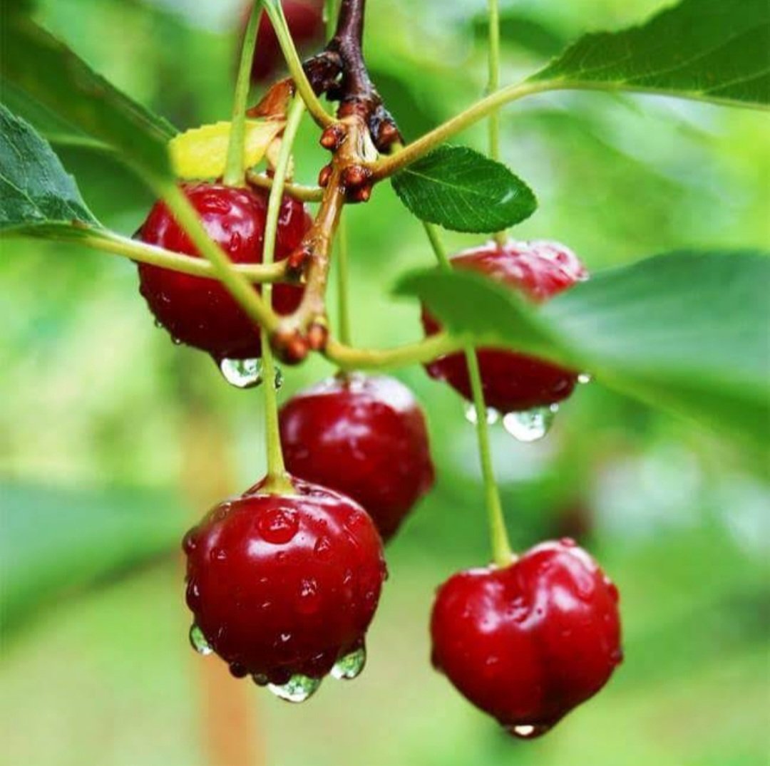 Barbados Cherry Tree Fruit Live House Rare Plant Exotic Plant For Your Garden