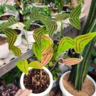 Christia obcordata rare butterfly Plant Flower Live House Rare Plant Exotic Plant For Your Garden
