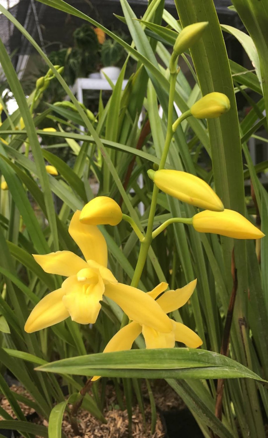 Orchid plant Cymbidium Golden Elf Plant Live House Rare Plant Exotic Plant For Your Garden