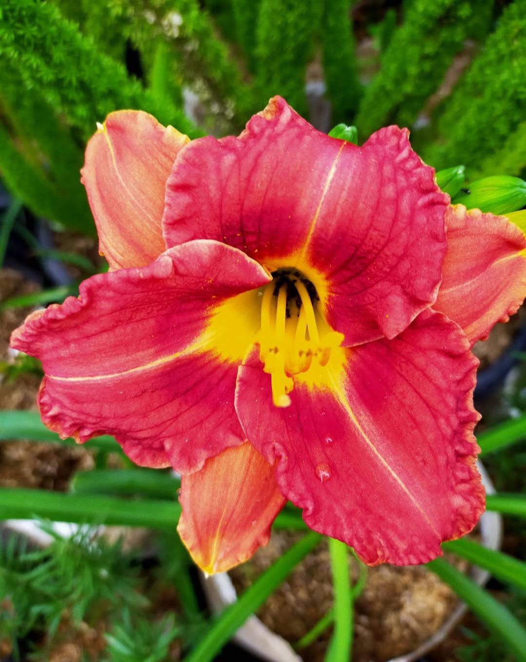 Daylily Plant - Roger Flower Plant Live House Rare Plant Exotic Plant For Your Garden