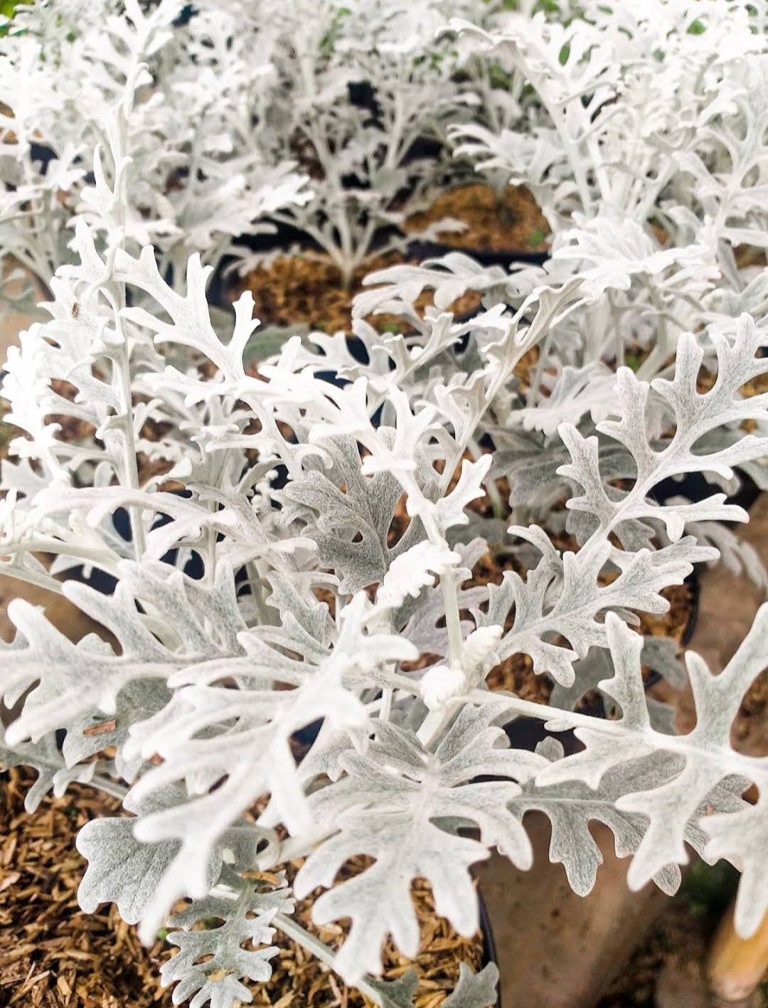 Dusty Miller Plant Live House Rare Plant Exotic Plant For Your Garden