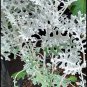 Dusty Miller Plant Live House Rare Plant Exotic Plant For Your Garden