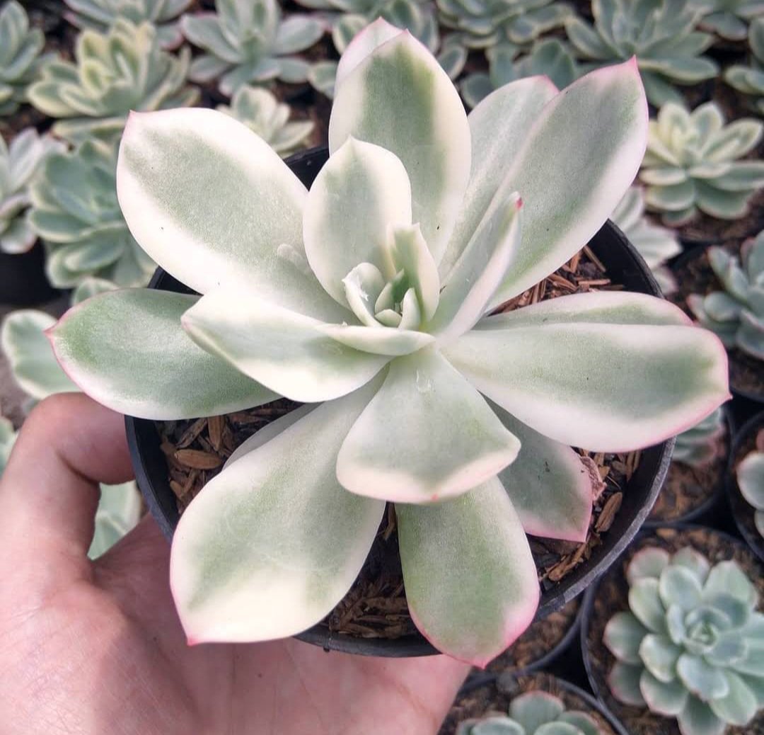 Echeveria 'Lemon Lime' Variegated Plant Live House Rare Plant Exotic Plant For Your Garden