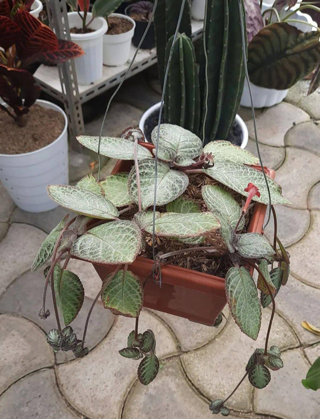 Episcia cupreata 'Silver Skies' Plant Live House Rare Plant Exotic Plant For Your Garden