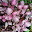 Episcia Strawberry Mist African Flame Plant Live House Rare Plant Exotic Plant For Your Garden