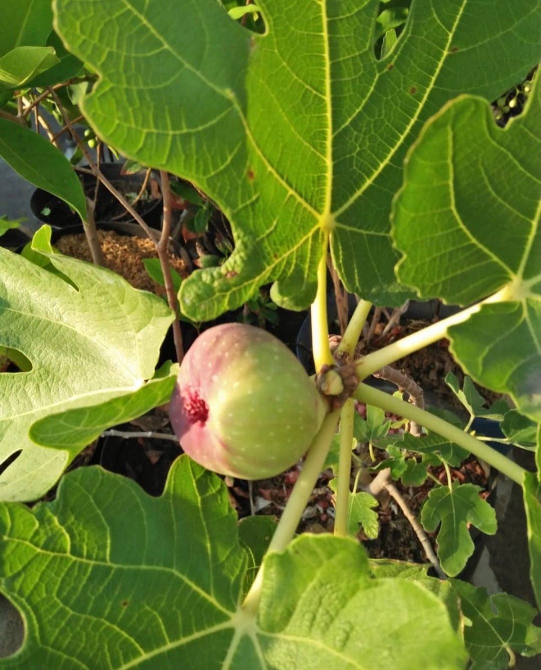 Olympian Fig Ficus carica Fruit Plant Live House Rare Plant Exotic Plant For Your Garden