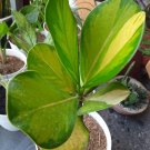 Variegated Clusia rosea Plant Live House Rare Plant Exotic Plant For Your Garden