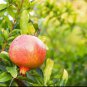 Pomegranate Tree Fruit Plant Live House Rare Plant Exotic Plant For Your Garden