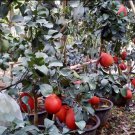 Red Pomelo Tree Fruit Plant Live House Rare Plant Exotic Plant For Your Garden