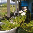 White Portulaca Grandiflora Flower Plant Live House Rare Plant Exotic Plant For Your Garden