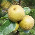 Asian Pear Pyrus pyrifolia Fruit Plant Live House Rare Plant Exotic Plant For Your Garden