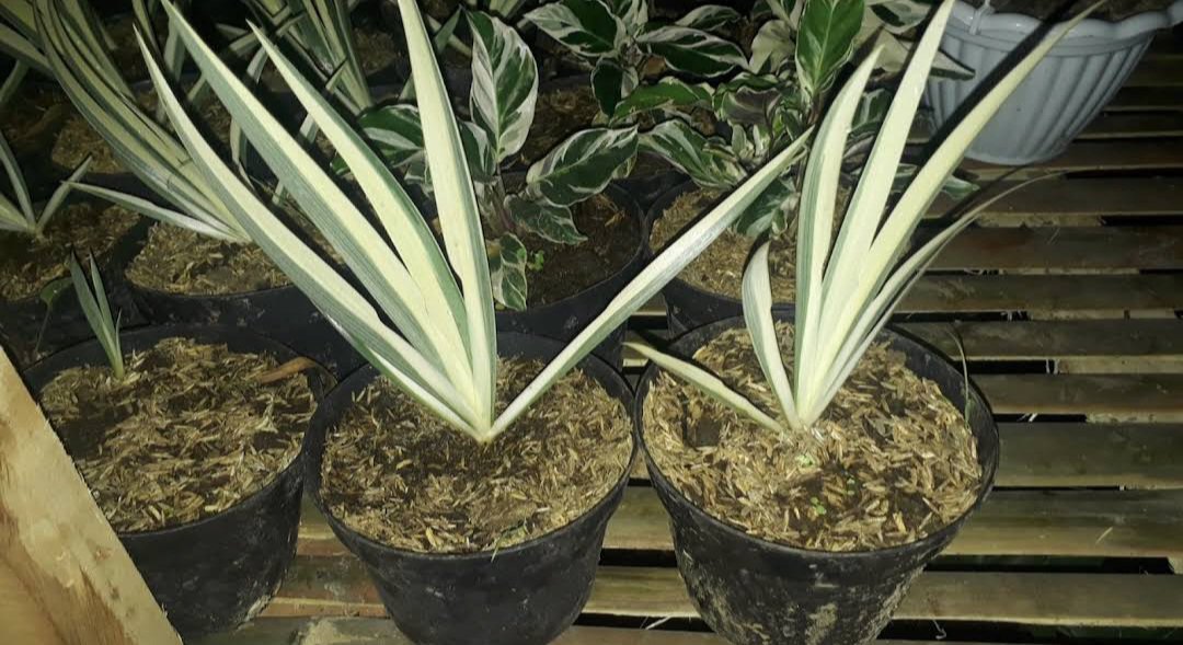Sansevieria &acirc;��White Snake&acirc;�� Flower Plant Live House Rare Plant Exotic Plant For Your Garden