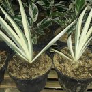 Sansevieria ‘White Snake’ Flower Plant Live House Rare Plant Exotic Plant For Your Garden