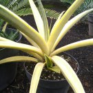 Sansevieria Gracillima Variegata Flower Plant Live House Rare Plant Exotic Plant For Your Garden