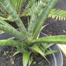 Sansevieria Hybrid Flower Plant Live House Rare Plant Exotic Plant For Your Garden