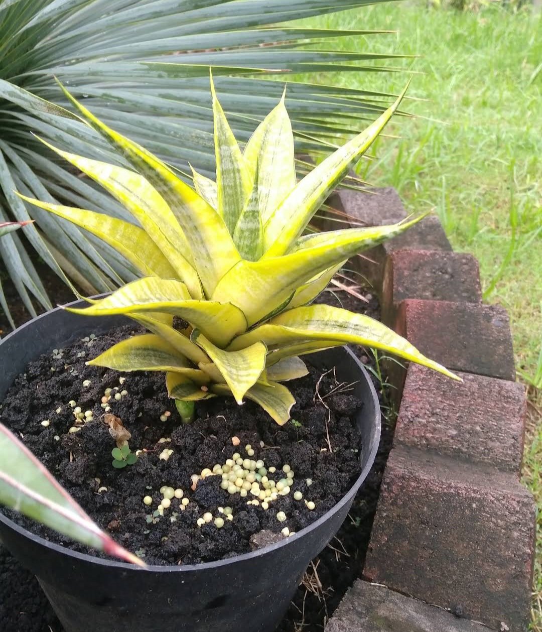 Sansevieria Cordova Variegata Flower Plant Live House Rare Plant Exotic Plant For Your Garden