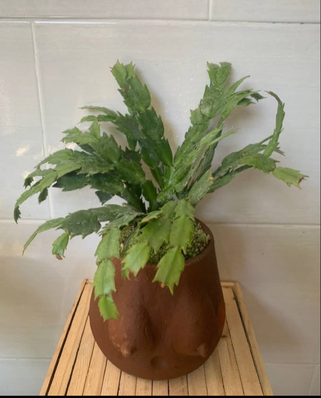 cactus (Schlumbergera truncata) Plant Live House Rare Plant Exotic Plant For Your Garden