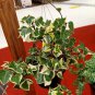Morning Frost Variegated Wax Ivy Plant Live House Rare Plant Exotic Plant For Your Garden