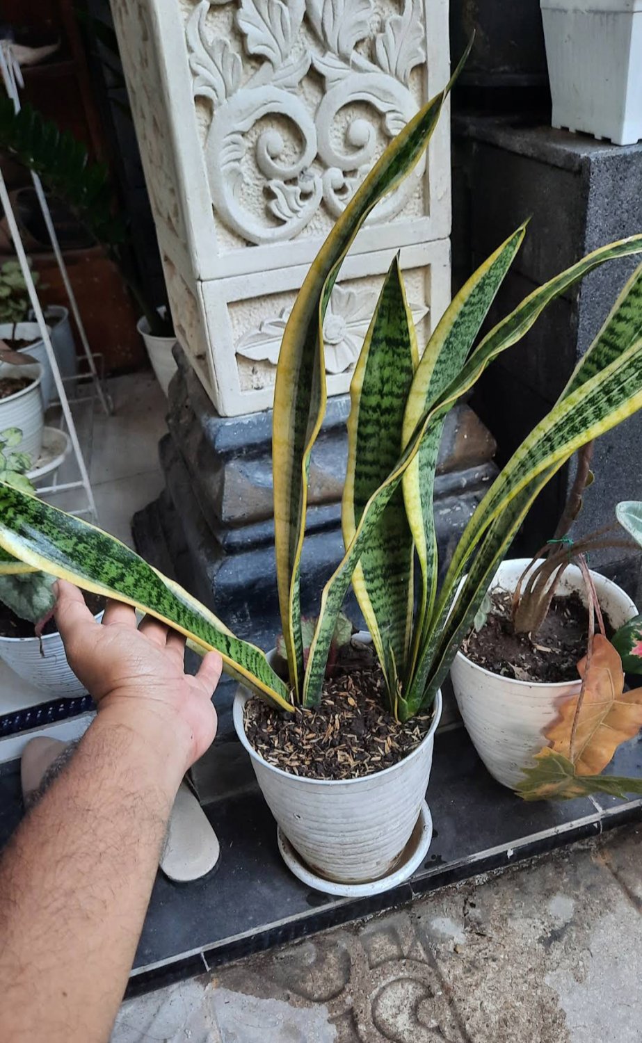 Sansevieria Snake Plant Live House Rare Plant Exotic Plant For Your Garden