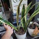 Sansevieria Snake Plant Live House Rare Plant Exotic Plant For Your Garden