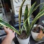 Sansevieria Snake Plant Live House Rare Plant Exotic Plant For Your Garden