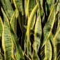 Sansevieria Snake Plant Live House Rare Plant Exotic Plant For Your Garden