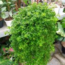Pilea Depressa Plant Live House Rare Plant Exotic Plant For Your Garden