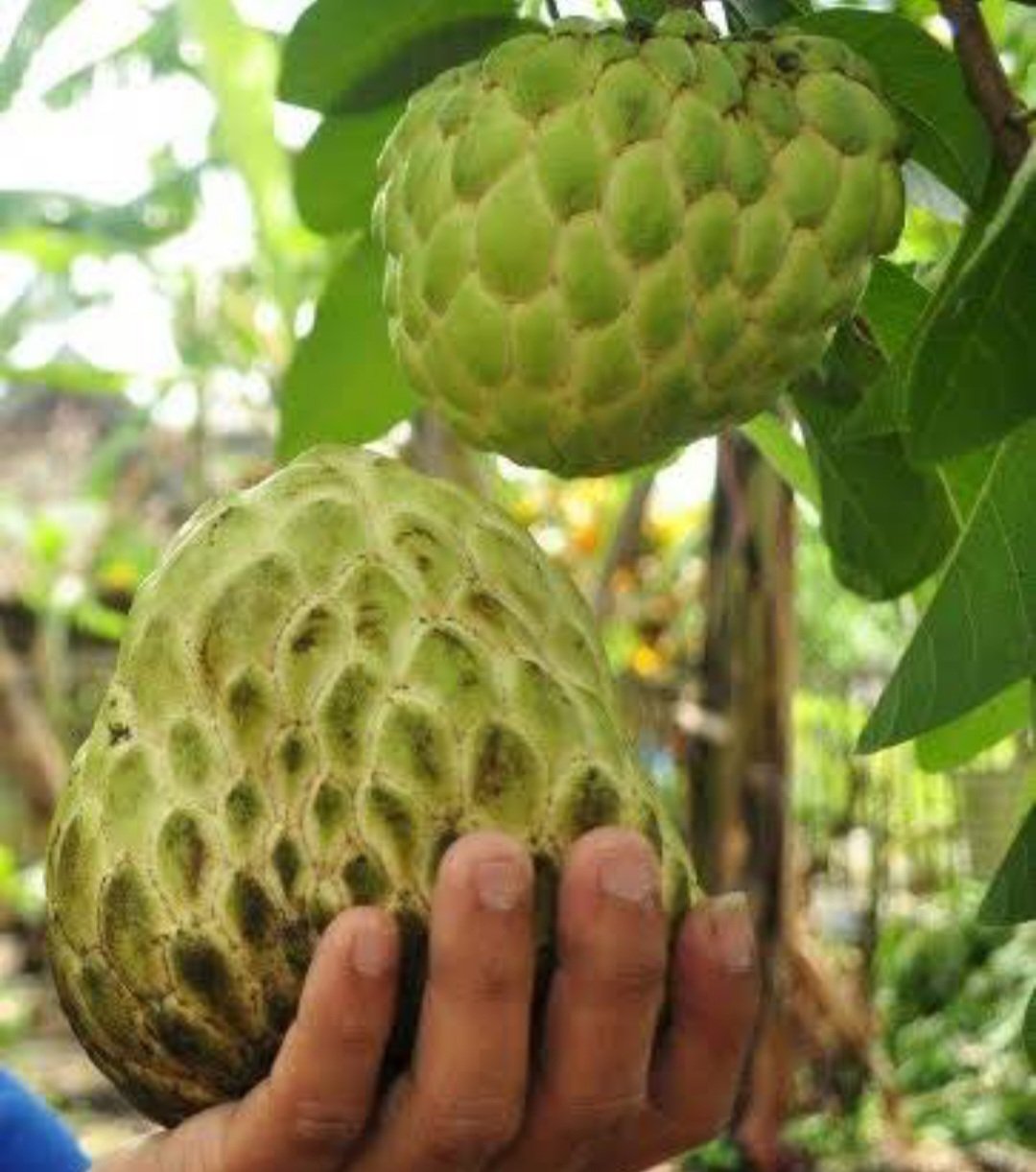 Sugar apple Fruit Tree Live House Rare Plant Exotic Plant For Your Garden