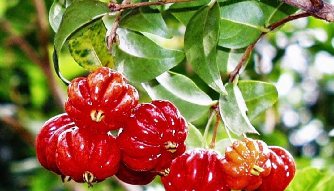 Surinam Cherry Plant Dark Red Fruit Live House Rare Plant Exotic Plant For Your Garden