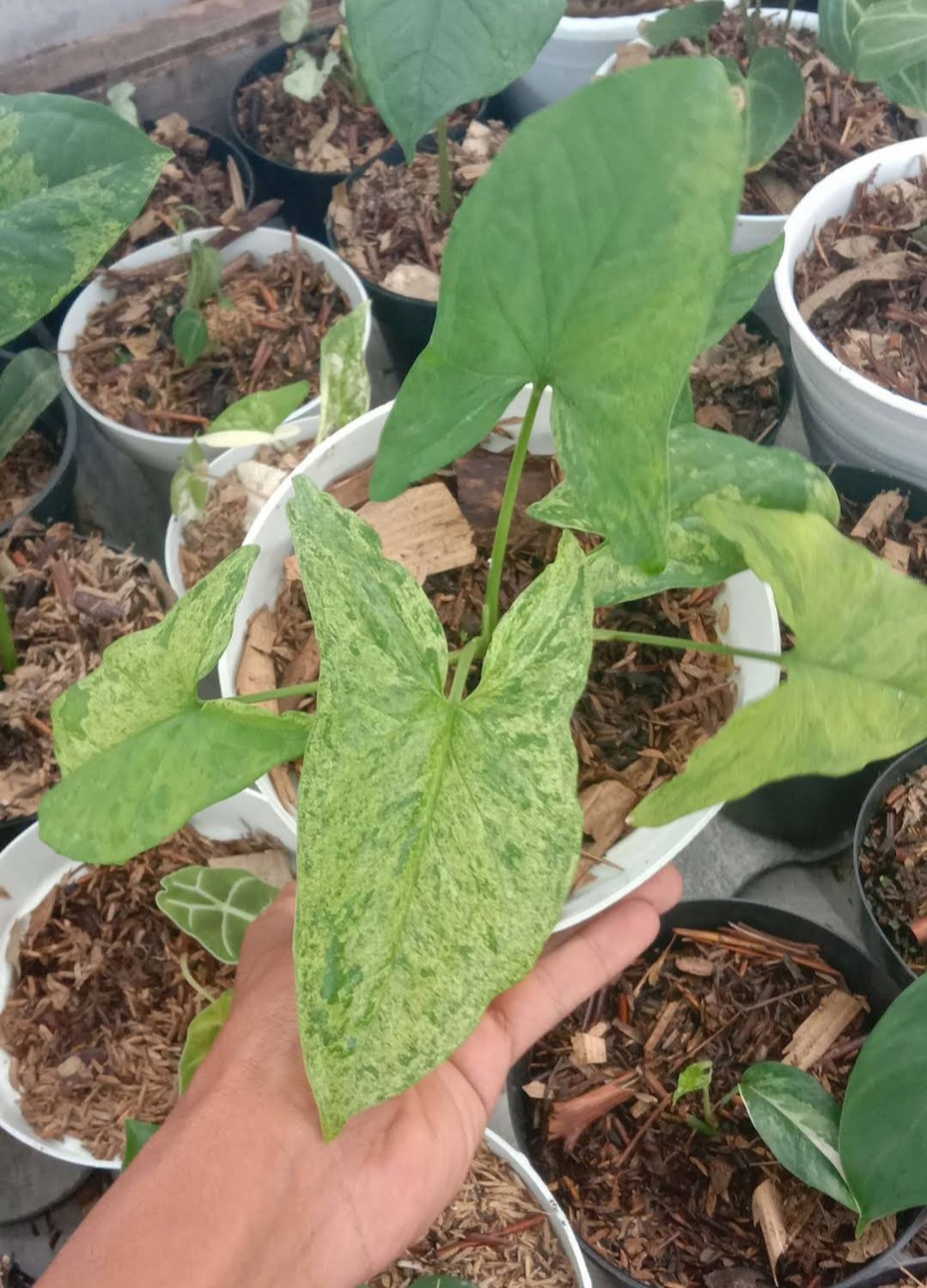 Mojito variegated syngonium Flower Live House Rare Plant Exotic Plant For Your Garden