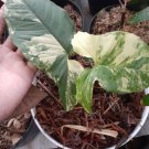 Syngonium Yellow Variegated Flower Live House Rare Plant Exotic Plant For Your Garden
