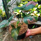 Syngonium Red Spot Tricolor Flower Live House Rare Plant Exotic Plant For Your Garden
