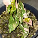 Red Spot Tricolor Syngonium Flower Live House Rare Plant Exotic Plant For Your Garden
