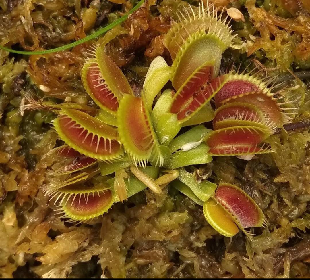 Venus Fly Trap AKAI RYU Red Dragon Flower Live House Rare Plant Exotic Plant For Your Garden