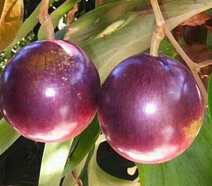 Large Caimito Purple Star Apple Plant Fruit Live House Rare Plant Exotic Plant For Your Garden
