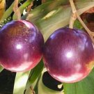 Large Caimito Purple Star Apple Plant Fruit Live House Rare Plant Exotic Plant For Your Garden