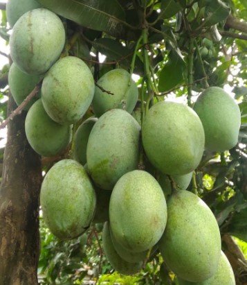 Ice Cream Mango Tree Plant Fruit Live House Rare Plant Exotic Plant For Your Garden