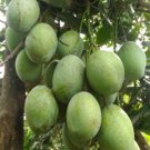 Ice Cream Mango Tree Plant Fruit Live House Rare Plant Exotic Plant For Your Garden