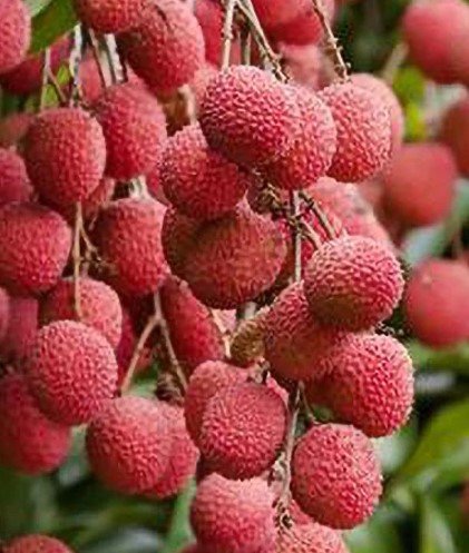 Large Brewster Lychee Tree Plant Fruit Live House Rare Plant Exotic Plant For Your Garden