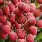 Large Brewster Lychee Tree Plant Fruit Live House Rare Plant Exotic Plant For Your Garden