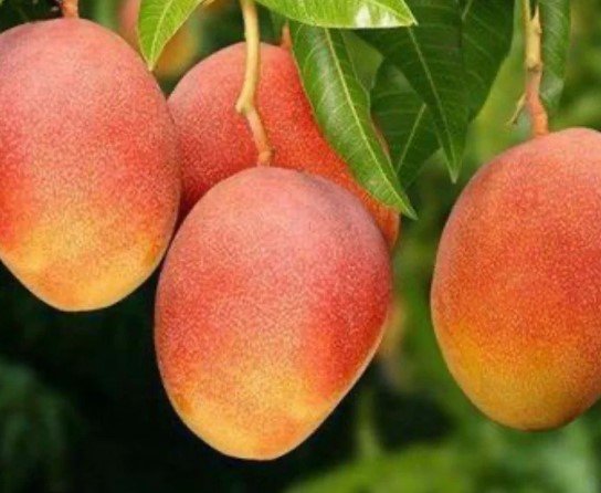 Glenn Mango Tree Plant Fruit Live House Rare Plant Exotic Plant For Your Garden