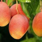 Glenn Mango Tree Plant Fruit Live House Rare Plant Exotic Plant For Your Garden