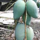 Mallika Mango Tree Plant Fruit Live House Rare Plant Exotic Plant For Your Garden