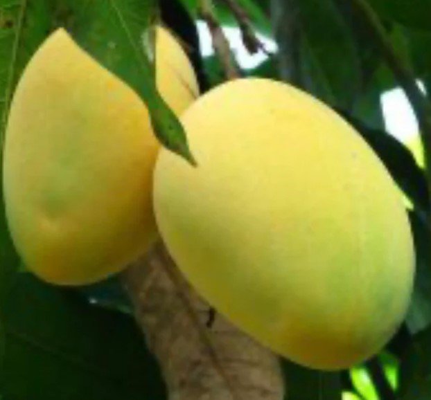 Alphonso mango Tree Plant Fruit Live House Rare Plant Exotic Plant For Your Garden